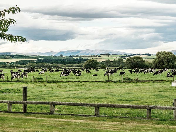 ferme des acacias à saint ferjeux (70)