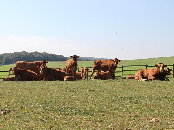 vaches limousines gaec bellerive (90)