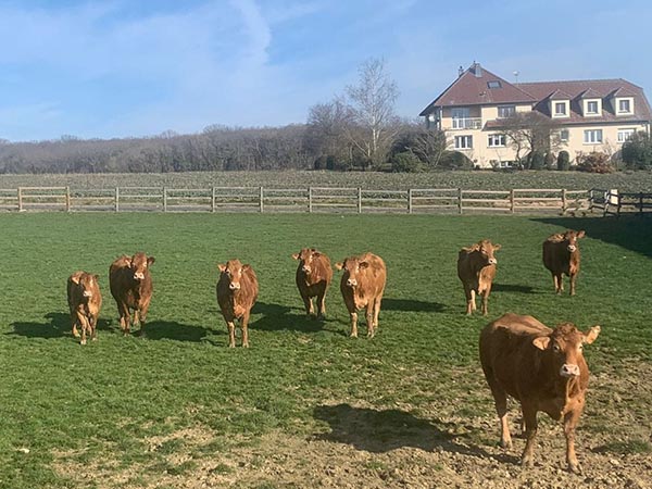 vaches limousines gaec bellerive (90)