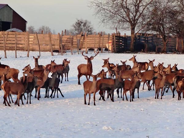 cerfs et daims élévés à la scea des buis 90